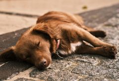 19-zwei-wie-hund-und-katz-cp-pixabay.jpg
