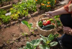 23-frau-mangolds-kleiner-garten-cp-pexels.jpg