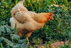 pexels- Huhn