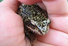 wildtier Frosch