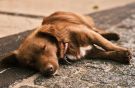 19-zwei-wie-hund-und-katz-cp-pixabay.jpg