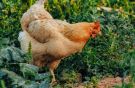 pexels- Huhn