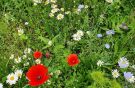 Blumenwiese