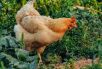 pexels- Huhn pexels- Huhn