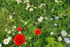 Blumenwiese